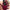 Pre-order: Deep Red Nail Polish from OPI - Her Teen Dream